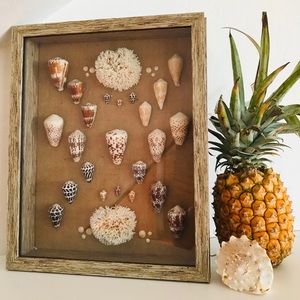 Rare Hawaiian Seashell Shadowbox